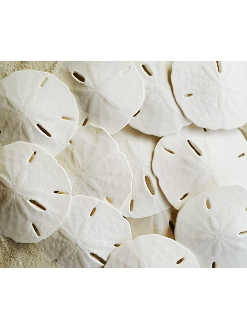 20 Real Sand Dollars 2.5"-3" for Home Decor, Beach Theme, Coastal Vibes